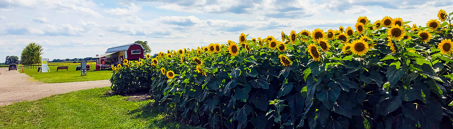 Sunflowers at Stades Farm